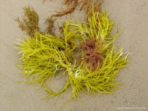 Brightly coloured seaweed washed up on Studland Beach