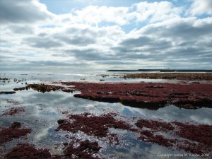 View looking south at low tide in Lyme Regis, Dorset, on the Jurassic Coast.