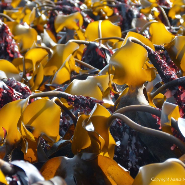 Kelp at low tide in Lyme Regis