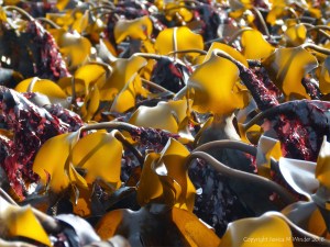 Kelp at low tide in Lyme Regis