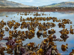 Kelp beds at low tide in Lyme Regis near Church Cliffs, Dorset, Jurassic Coast