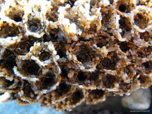 Sandgrain tubes of the honeycomb worm on the beach at Lyme Regis