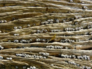 Weathered woodgrain with barnacles at Lyme Regis