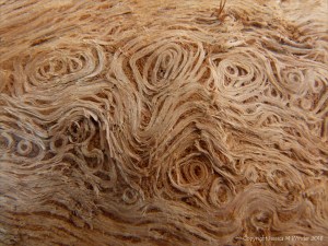 Weathered woodgrain on a piece of driftwood at Lyme Regis