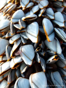 Ringstead Goose Barnacles