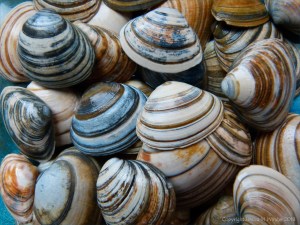 Striped shells found on Studland Beach