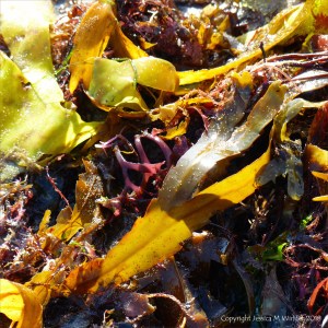 Assorted seaweeds washed ashore at Lyme Regis