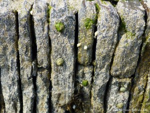 Detail of stonework on pier encrusted with barnacles and limpets