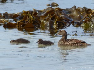 Eider duck and ducklings at Grit Ness in Orkney