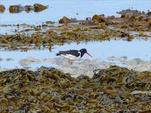 Oystercatcher at Grit Ness