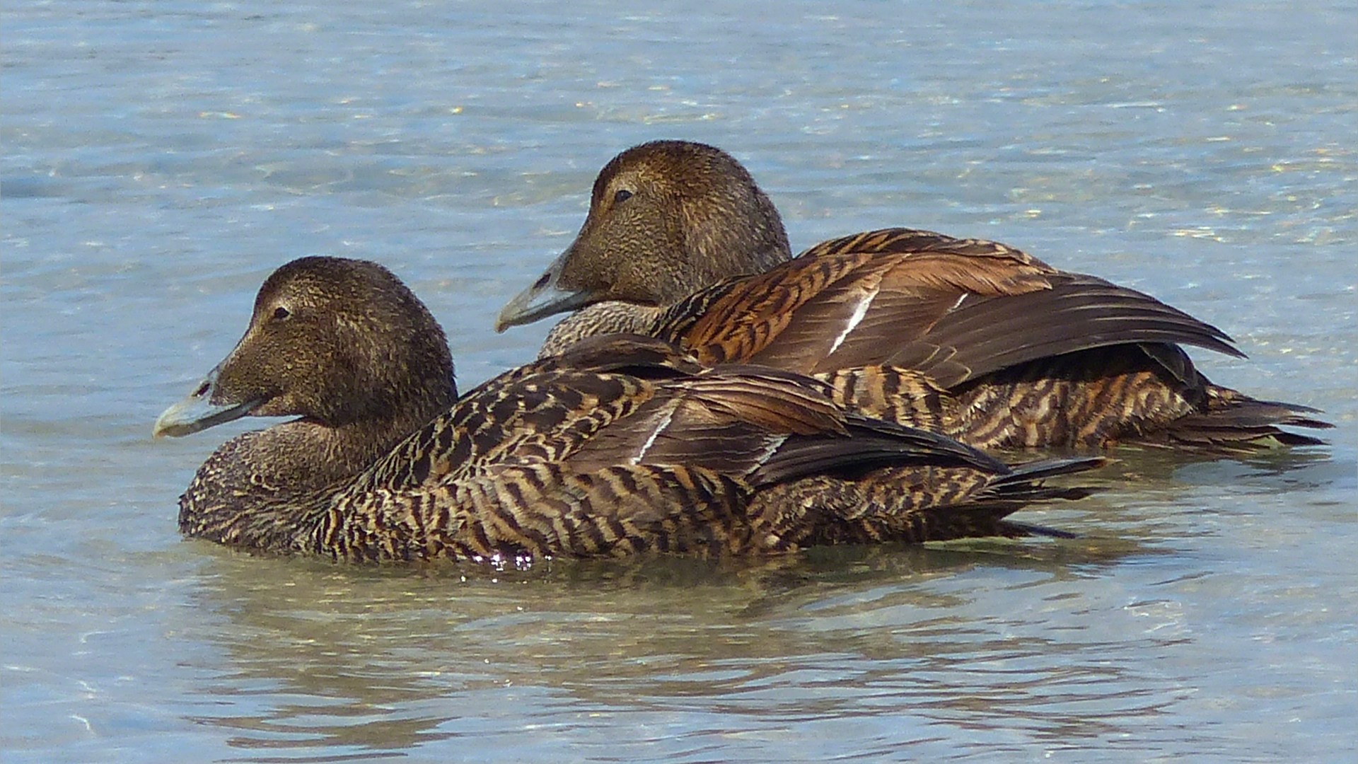 Ducks at Grit Ness in Orkney