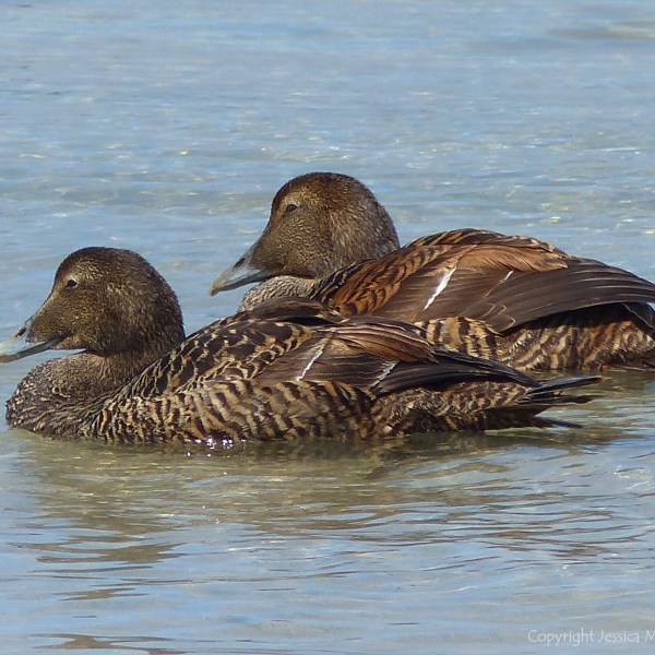Ducks at Grit Ness in Orkney