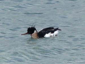 Red breasted merganser at Grit Ness in Orkney