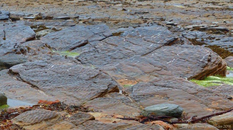 Preserved ripple marks on Upper Stromness Flagstone strata at Birsay