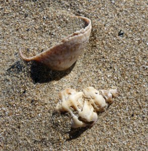 Sting winkle and slipper limpet shell on sand