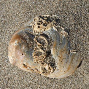 Oyster shell with natural encrusting worm tubes