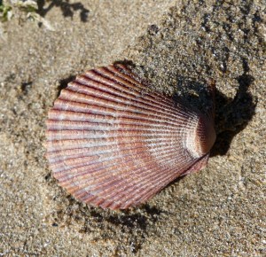 Pink scallop shell on sand