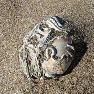 Seashell with natural encrustations on a sandy beach