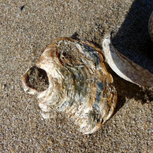 Saddle oyster shell on the strandline