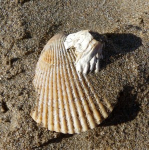 Small scallop shell with barnacle attached on beach sand