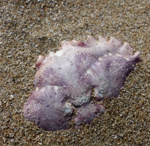Crab shell on beach sand
