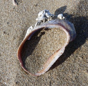 Crepidula fornicate shell with Spirobranchia triqueter