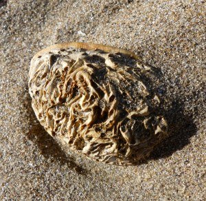 Marine worm tube encrustations on an empty seashell at the beach