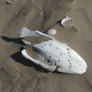 Cuttlefish bone on a sandy beach