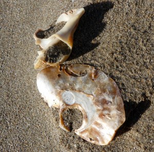 Saddle oyster shell and broken whelk