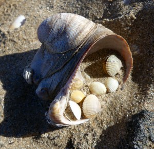 Slipper limpet shell cluster with baby cockle shells on the strandline