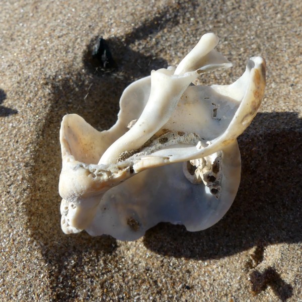 Broken whelk shell