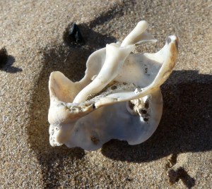 Broken whelk shell