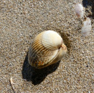 Cockle shells on dry beach sand