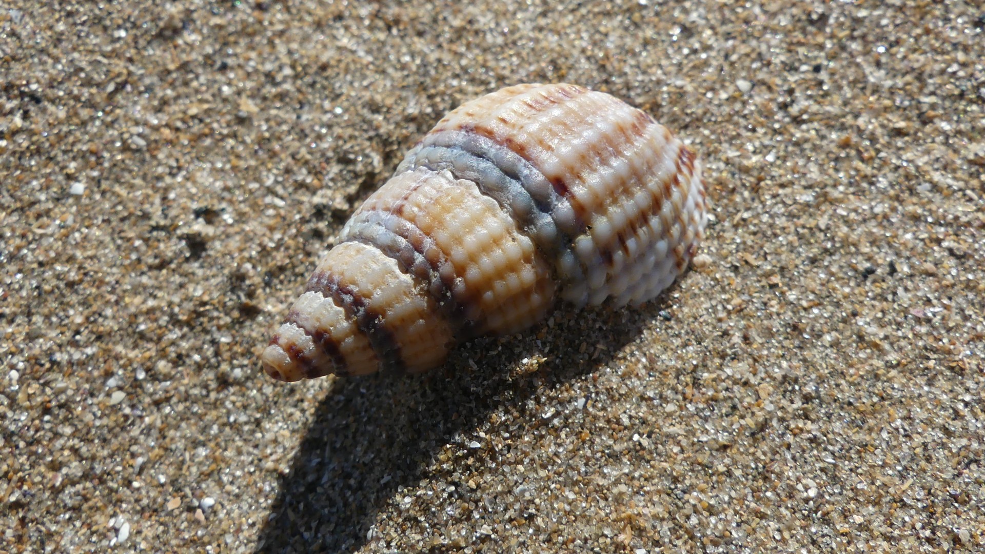 Netted whelk she'll on dry sand