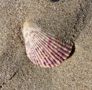 Small pink scallop shell on dry beach sand