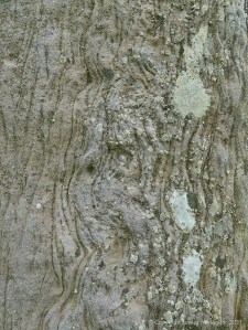Close-up of rock texture on a Standing Stone of Stenness