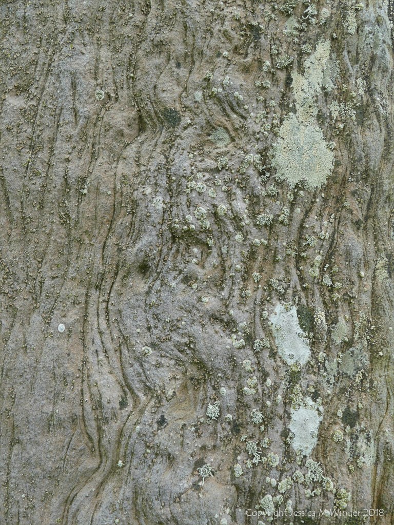 Close-up of rock texture on a Standing Stone of Stenness