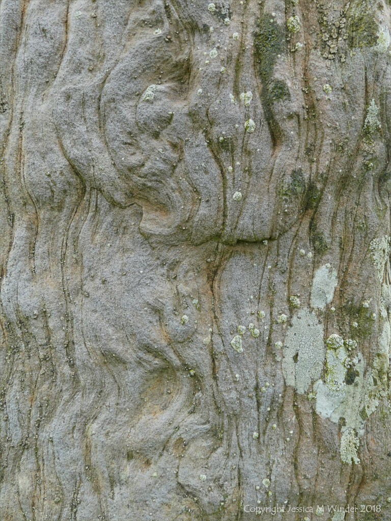 Close-up of rock texture on a Standing Stone of Stenness