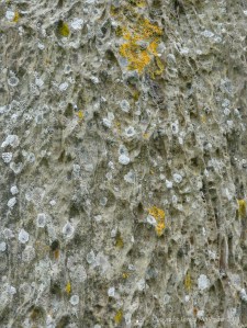 Close-up of rock texture on a Standing Stone of Stenness