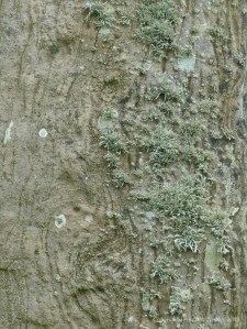 Close-up of rock texture on a Standing Stone of Stenness
