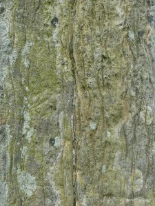 Close-up of rock texture on a Standing Stone of Stenness