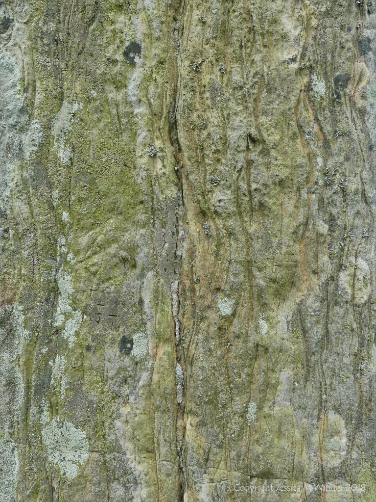 Close-up of rock texture on a Standing Stone of Stenness
