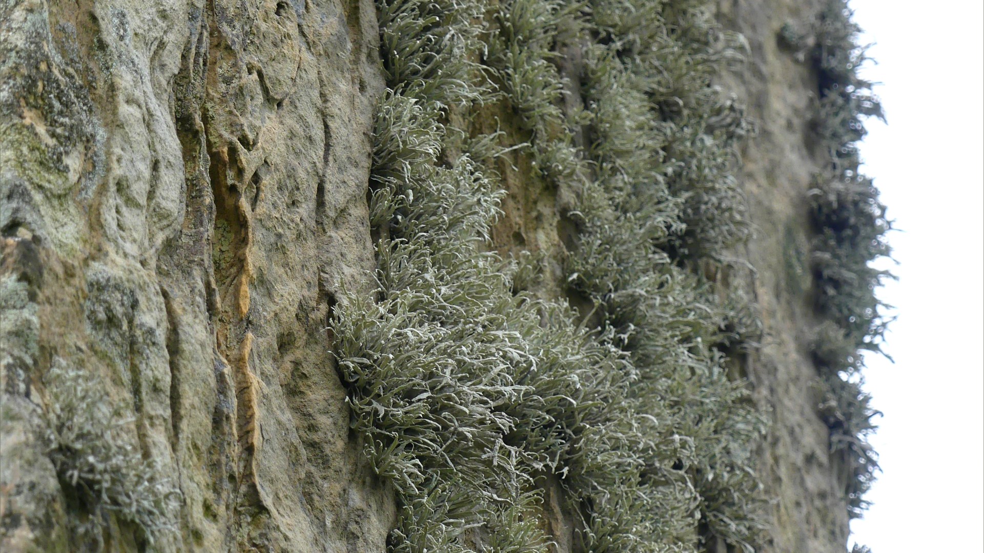 Close-up of rock texture on a Standing Stone of Stenness