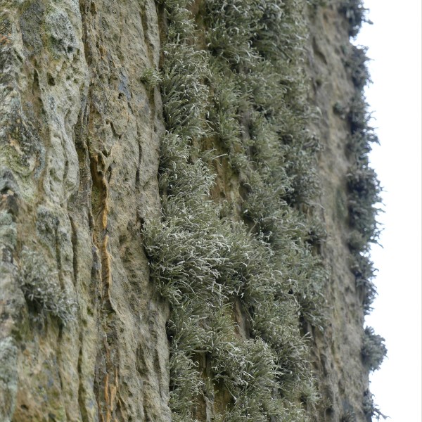 Close-up of rock texture on a Standing Stone of Stenness