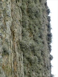 Close-up of rock texture on a Standing Stone of Stenness