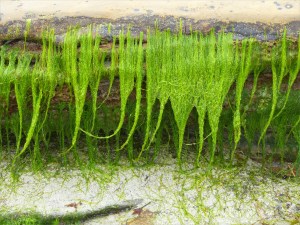View from the beach at Bay of Skaill