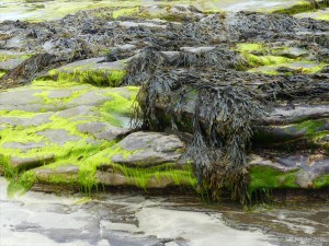 View from the beach at Bay of Skaill