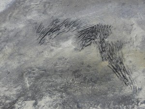 Strange markings on peat in the intertidal zone