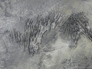 Strange markings on peat in the intertidal zone