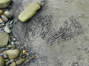 Strange markings on peat in the intertidal zone